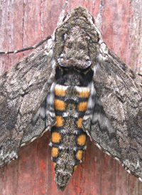Carolina Sphinx
